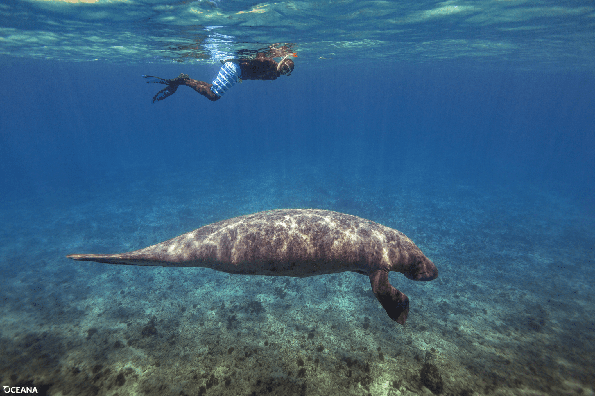 Photo-Courtesy-Oceana