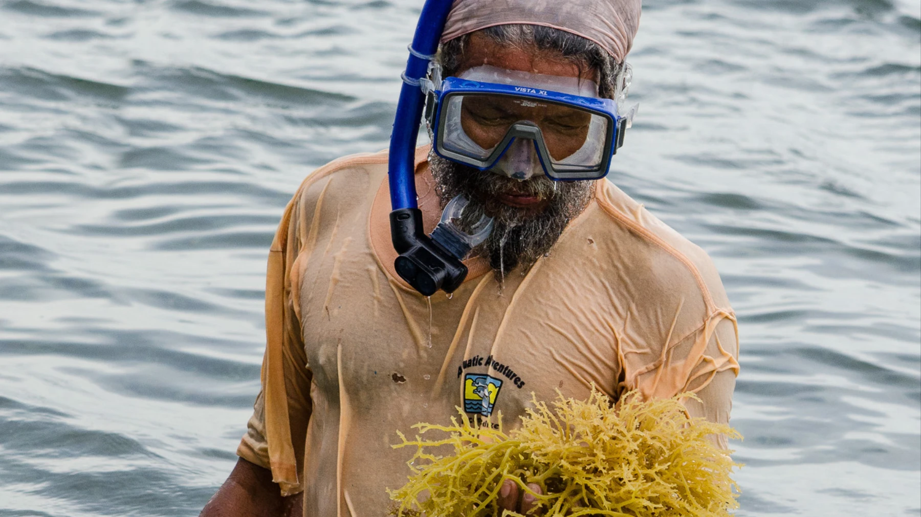Seaweed-japs-belize-placencia-via-vice