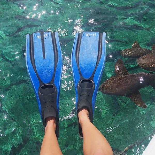 Shark-Ray-Alley-instagram