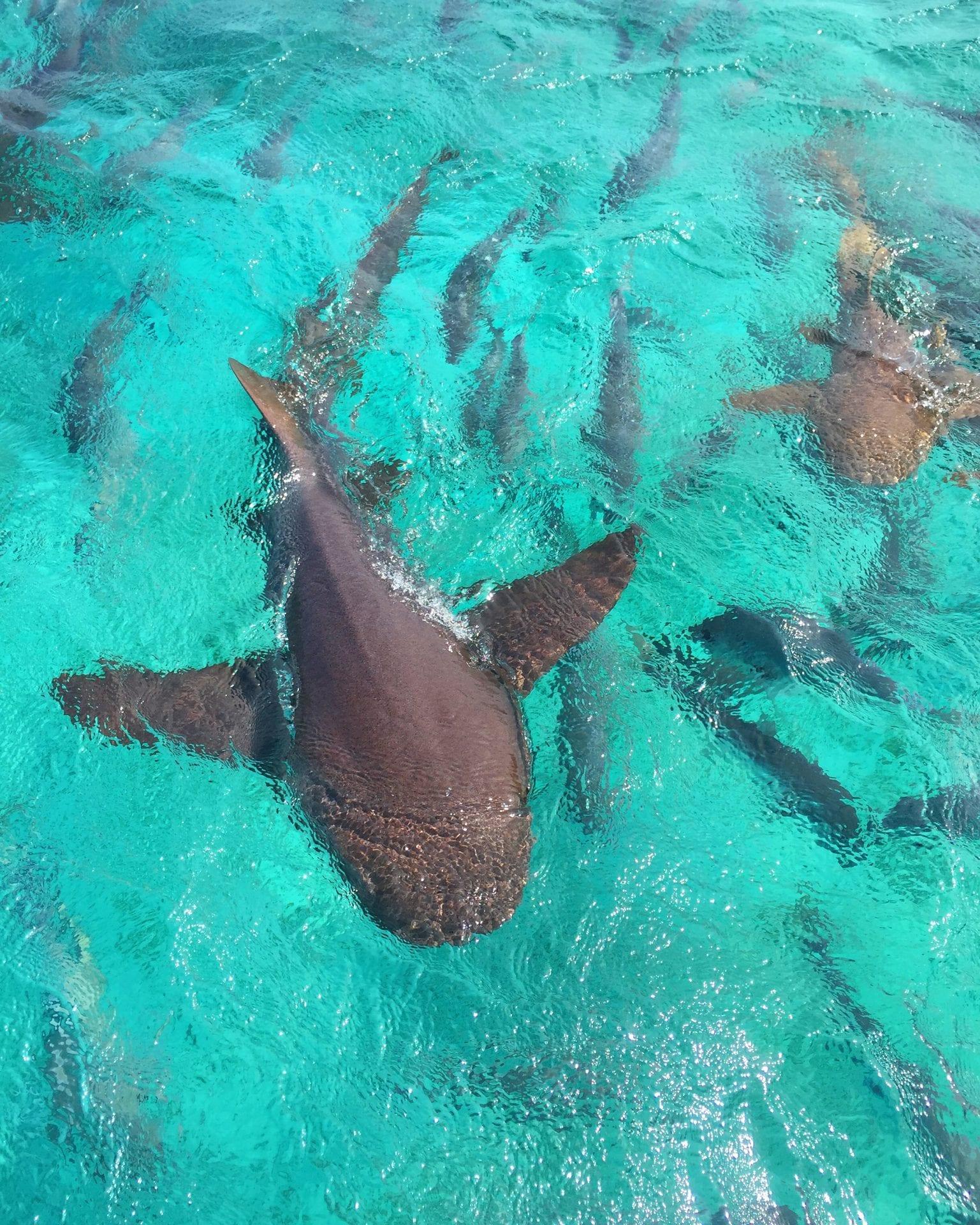 SharkRay