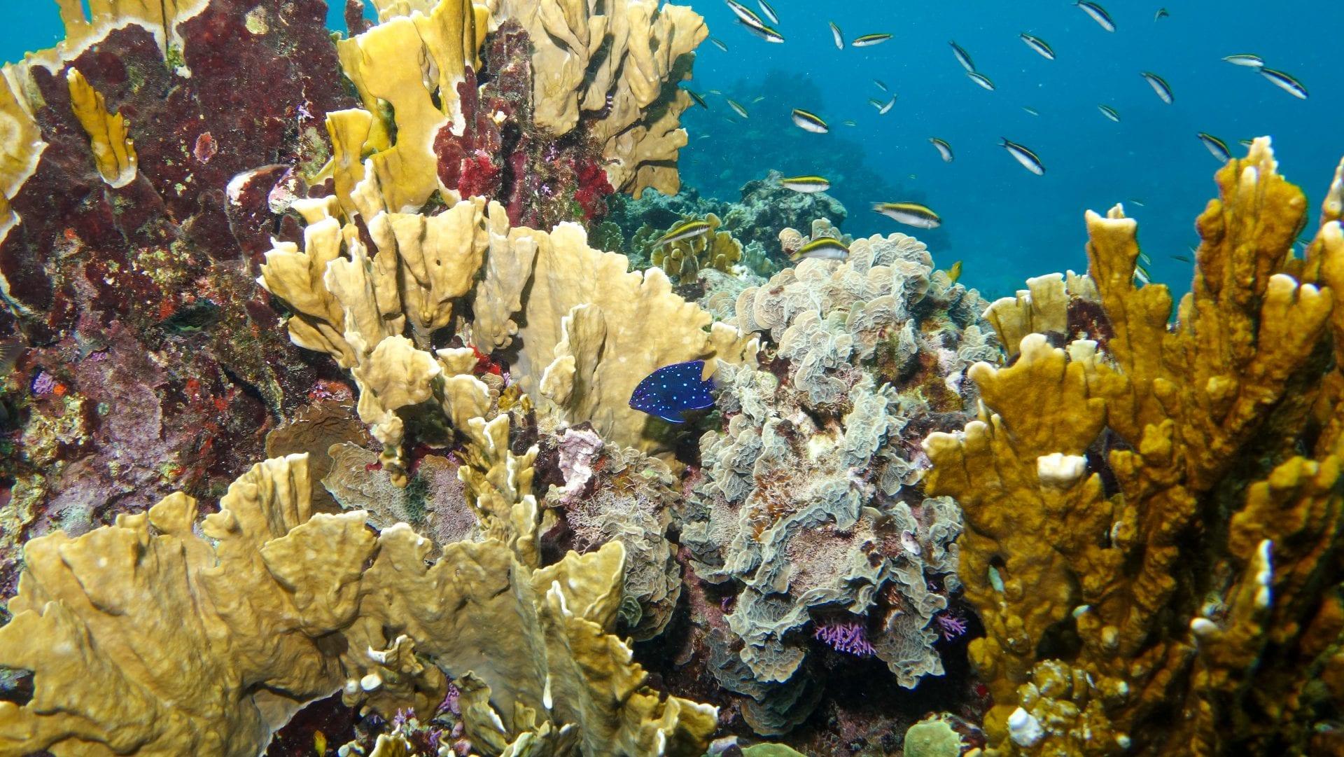 Snorkeling-56