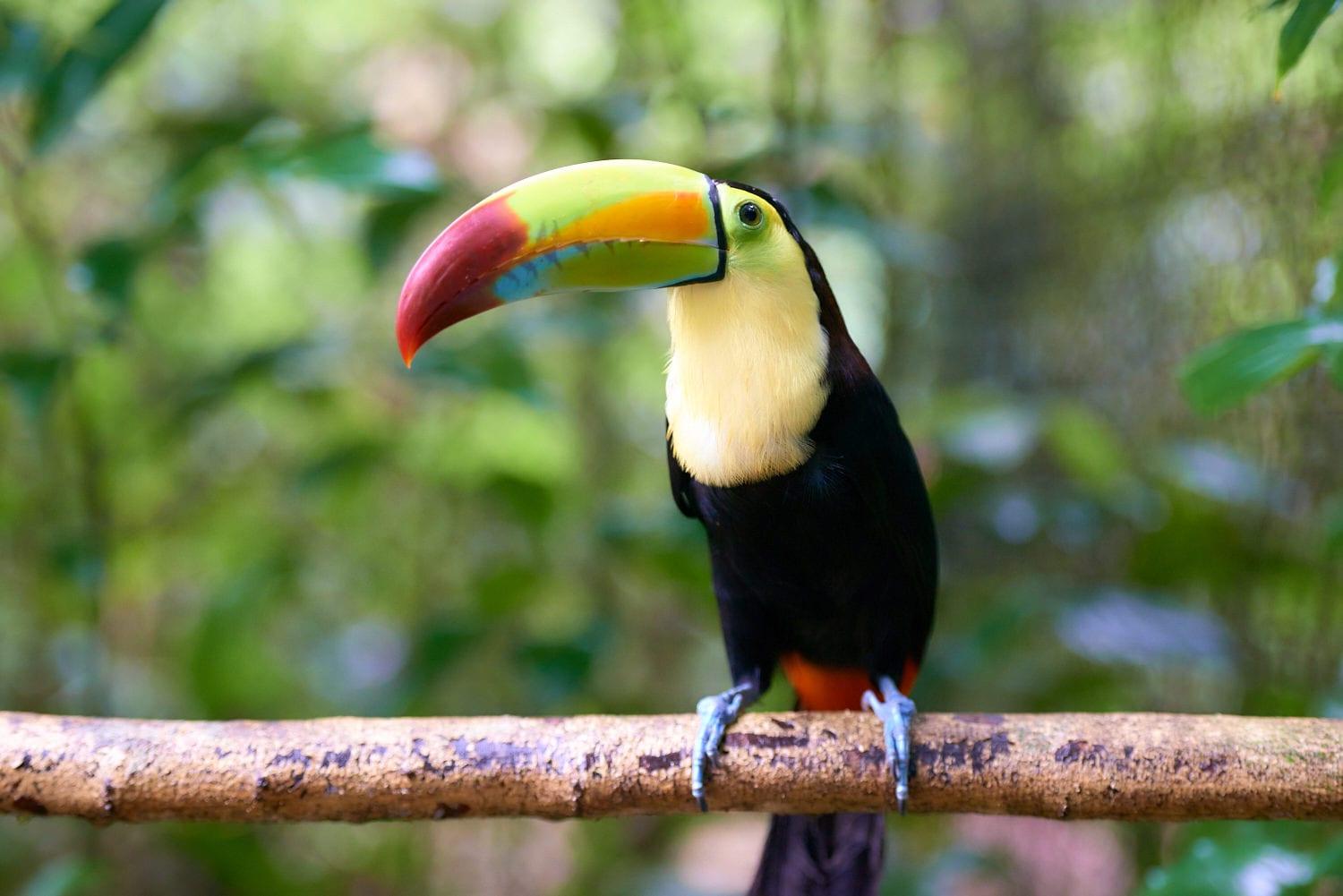 Toucan2-1