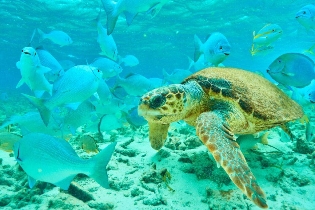 Turtle_Upclose