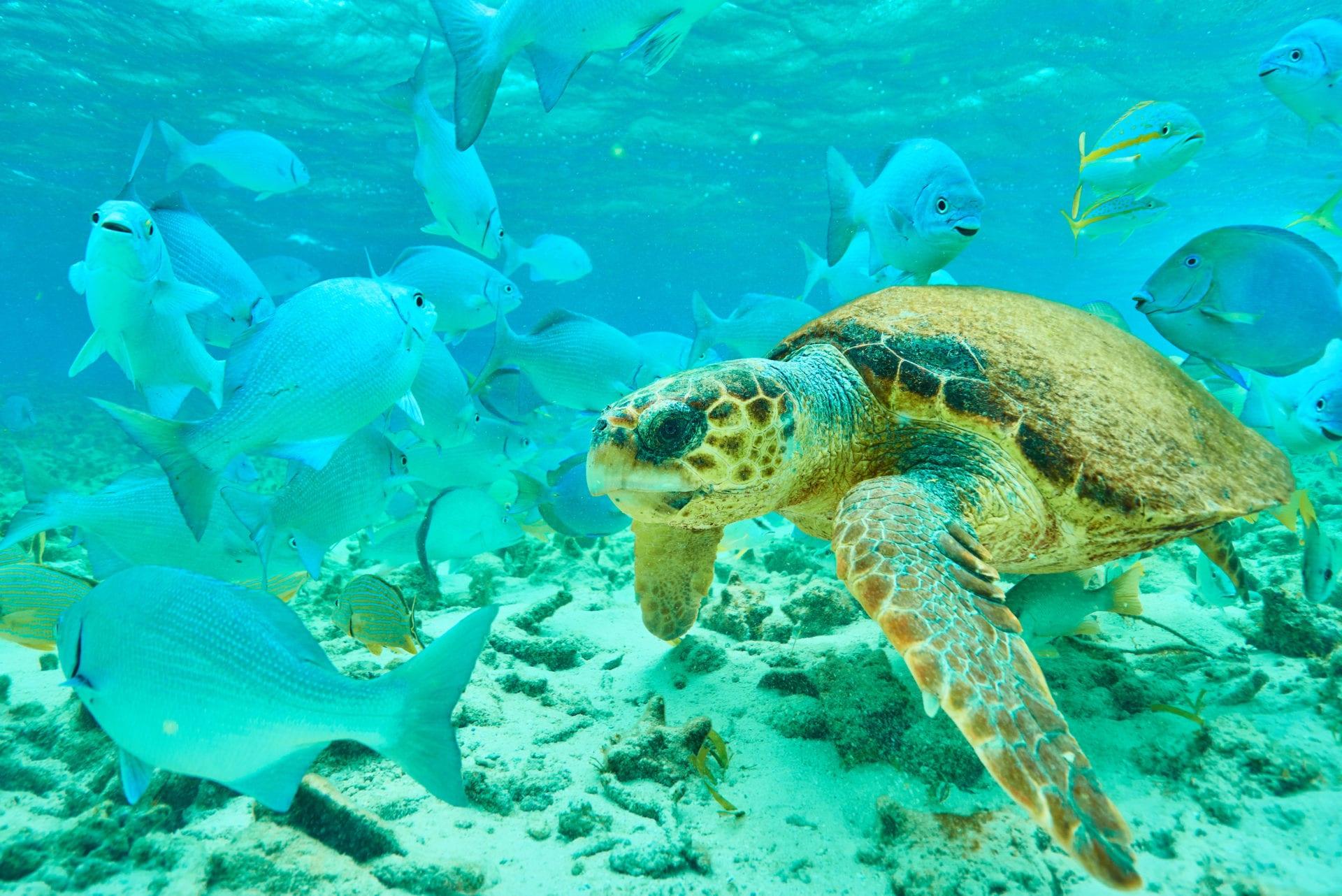 Turtle_Upclose