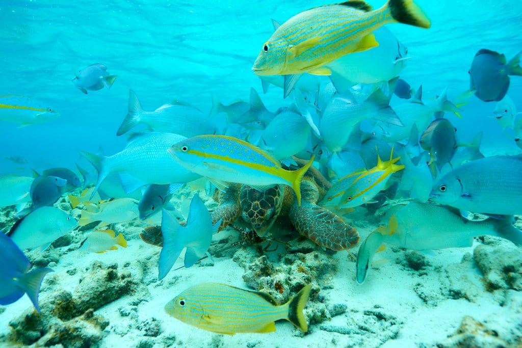 Underwater