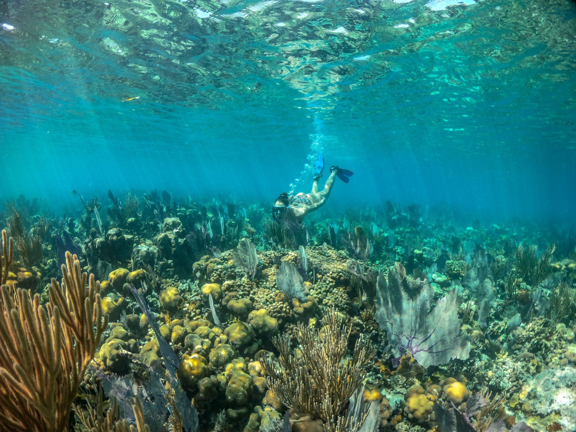 Underwater_RayCaye_by_DuarteDellarole-3