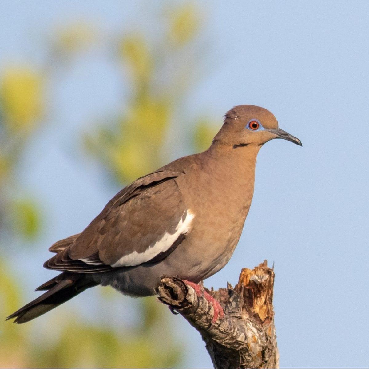 White-winged-Dove-1-e1587239928407