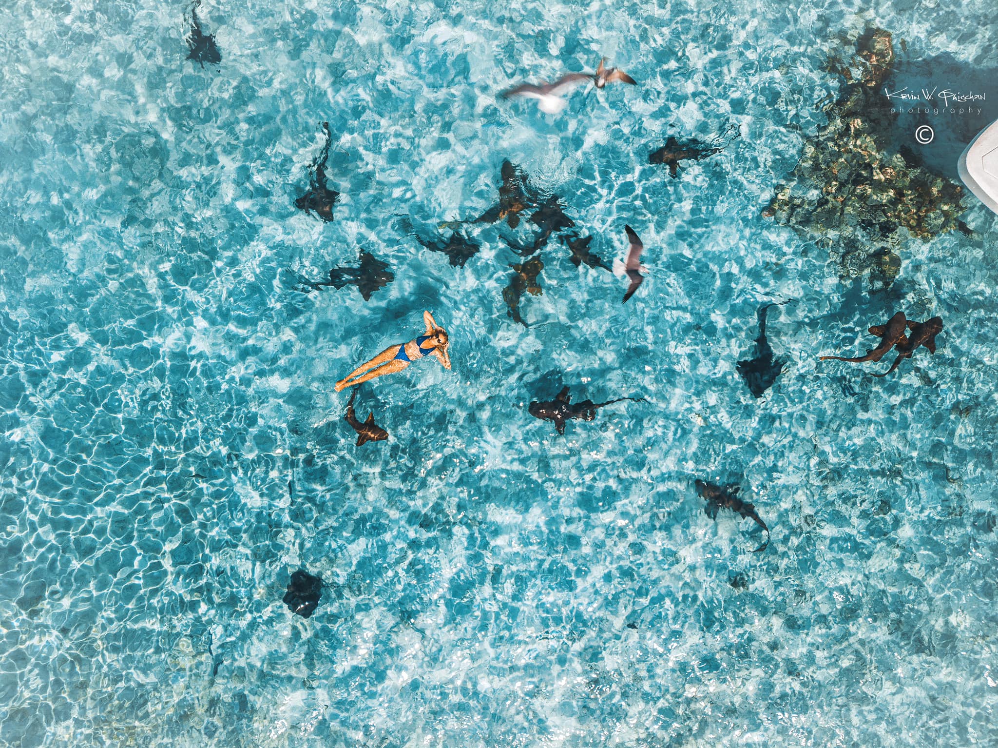 aerial-swim-shark-belize-caribbean-sea