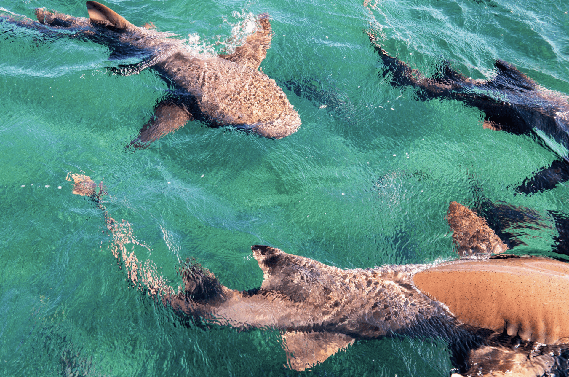 alaia-belize-ambergris-resort-shark-ray