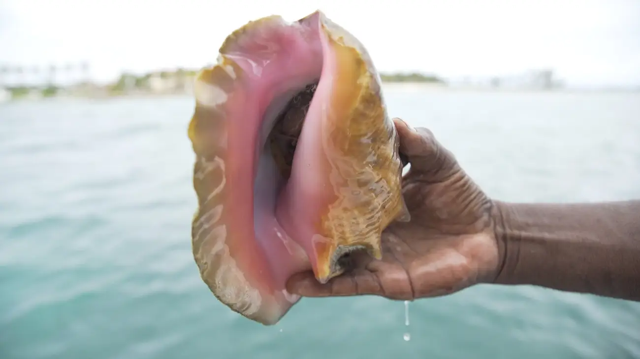 bahamian-divers-conch-fresh-sea