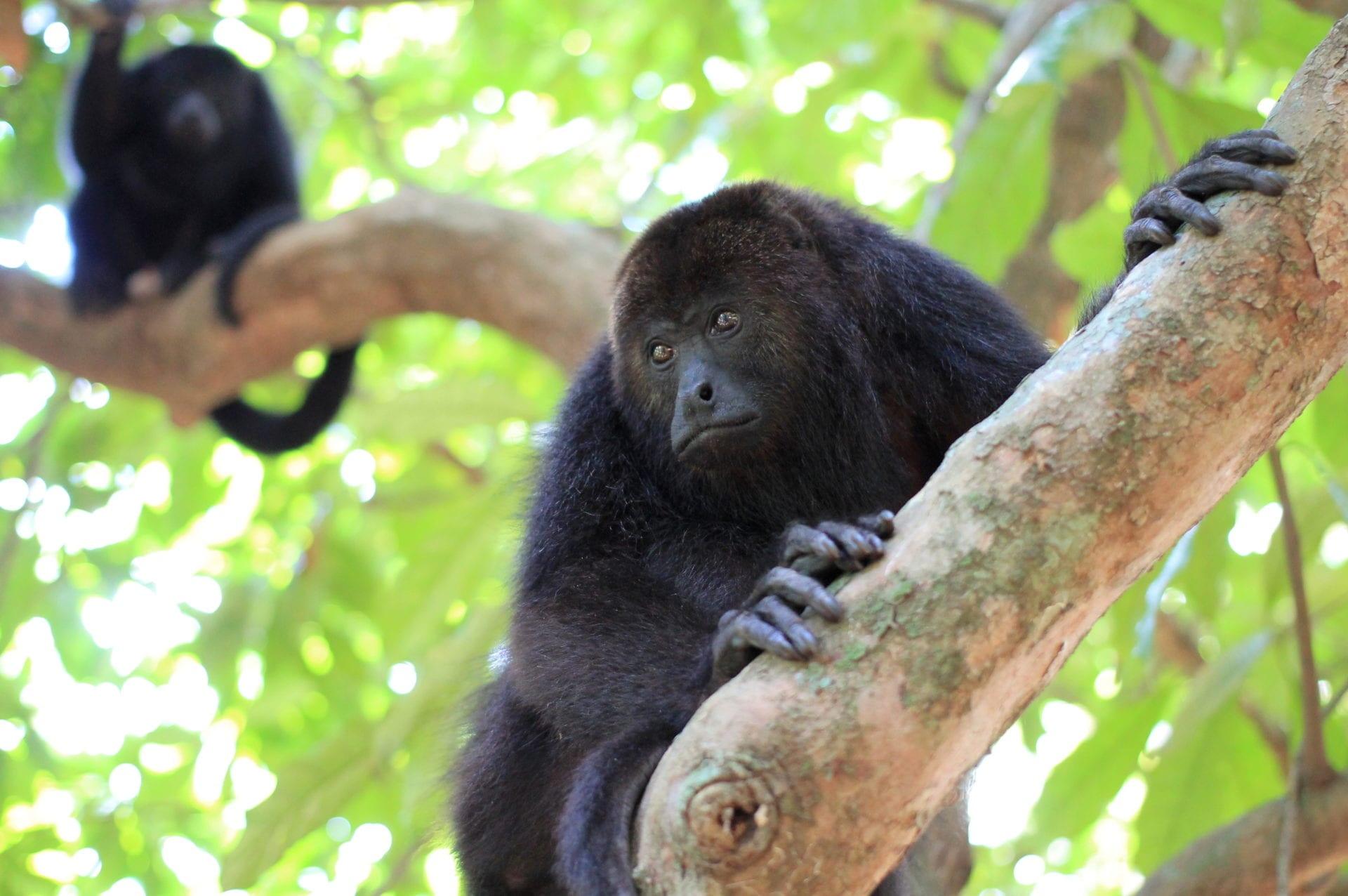 belize-howler-monkeys