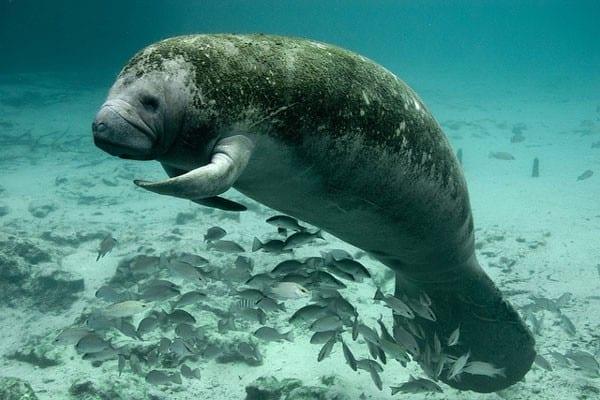 belize-manatees