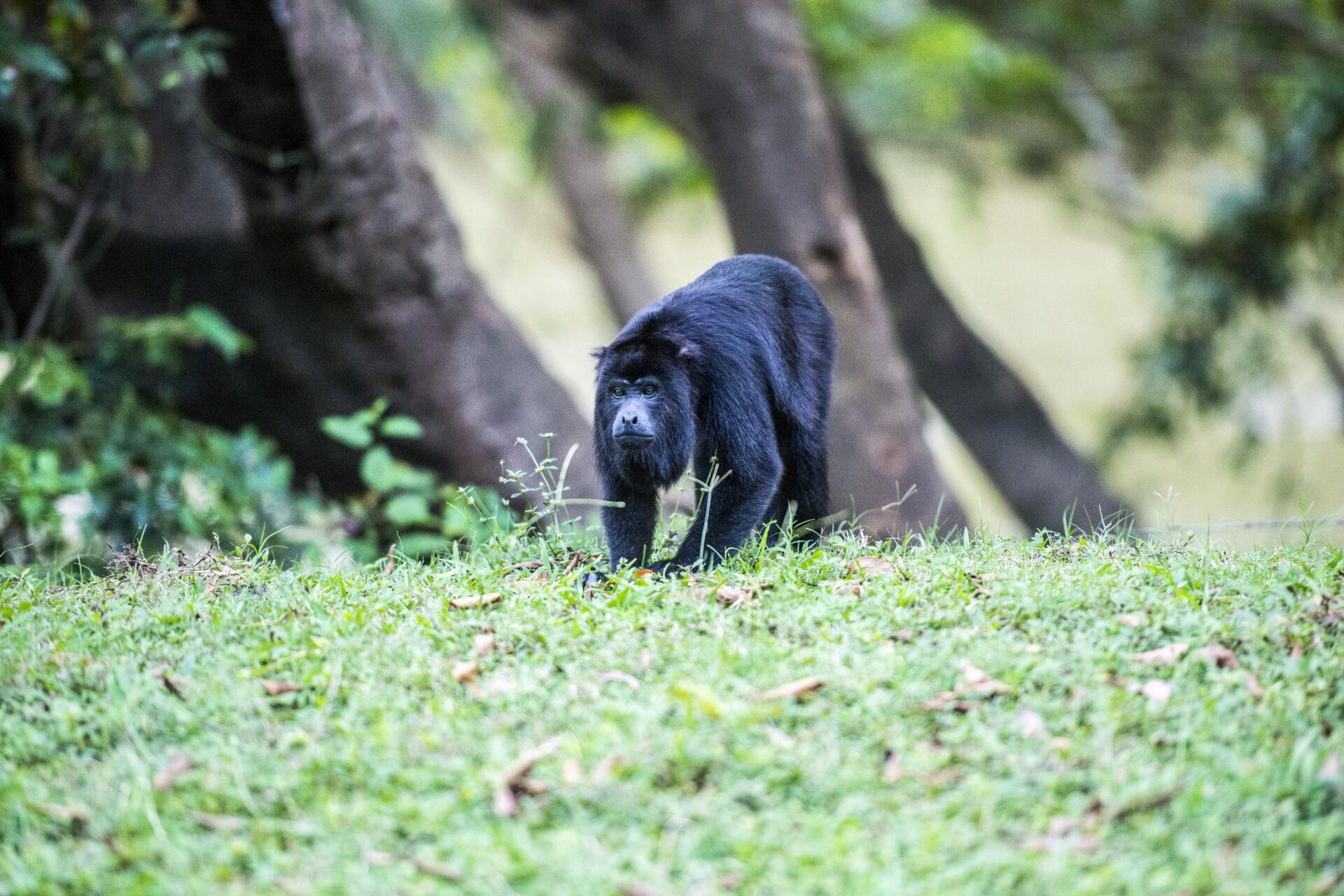belize-river-valley-p-belize-river-valley-howler-monkey-Copy