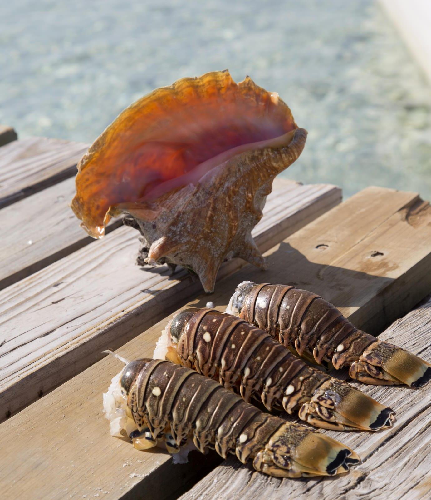 belize_lobster_fest_6