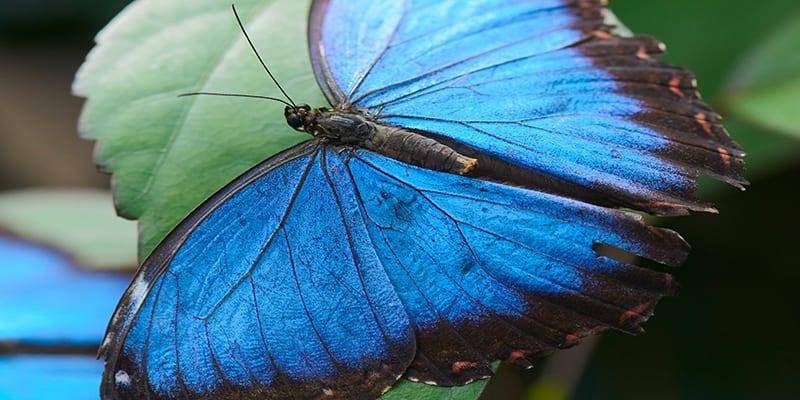 blue-morpho-butterfly