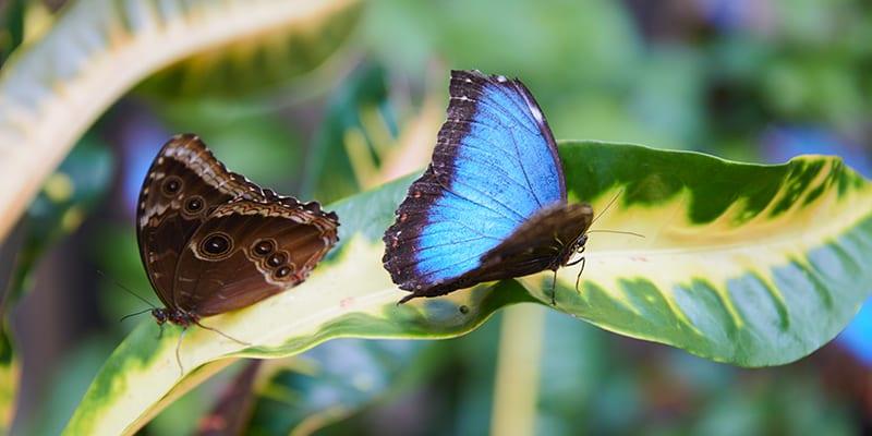 butterflies