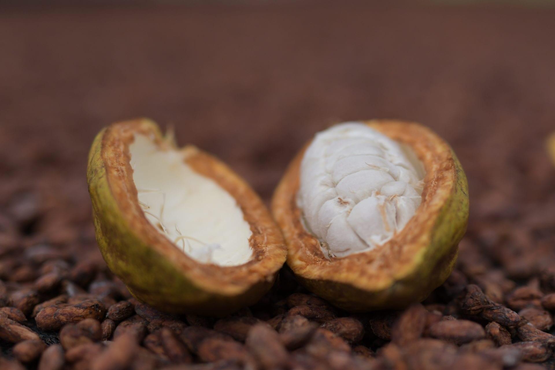 cacao-or-cocoa