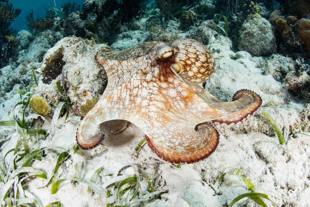 caribbean_reef_octopus_2