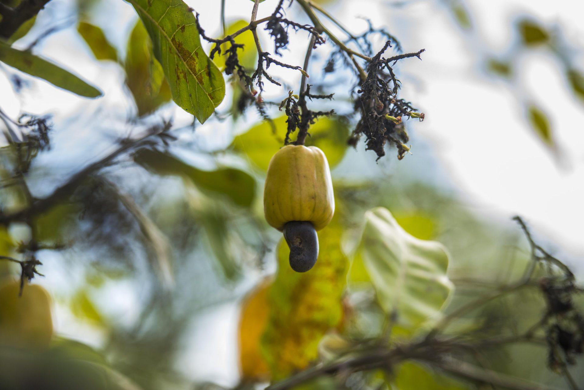 cashew-travelbelize-btb-fruit