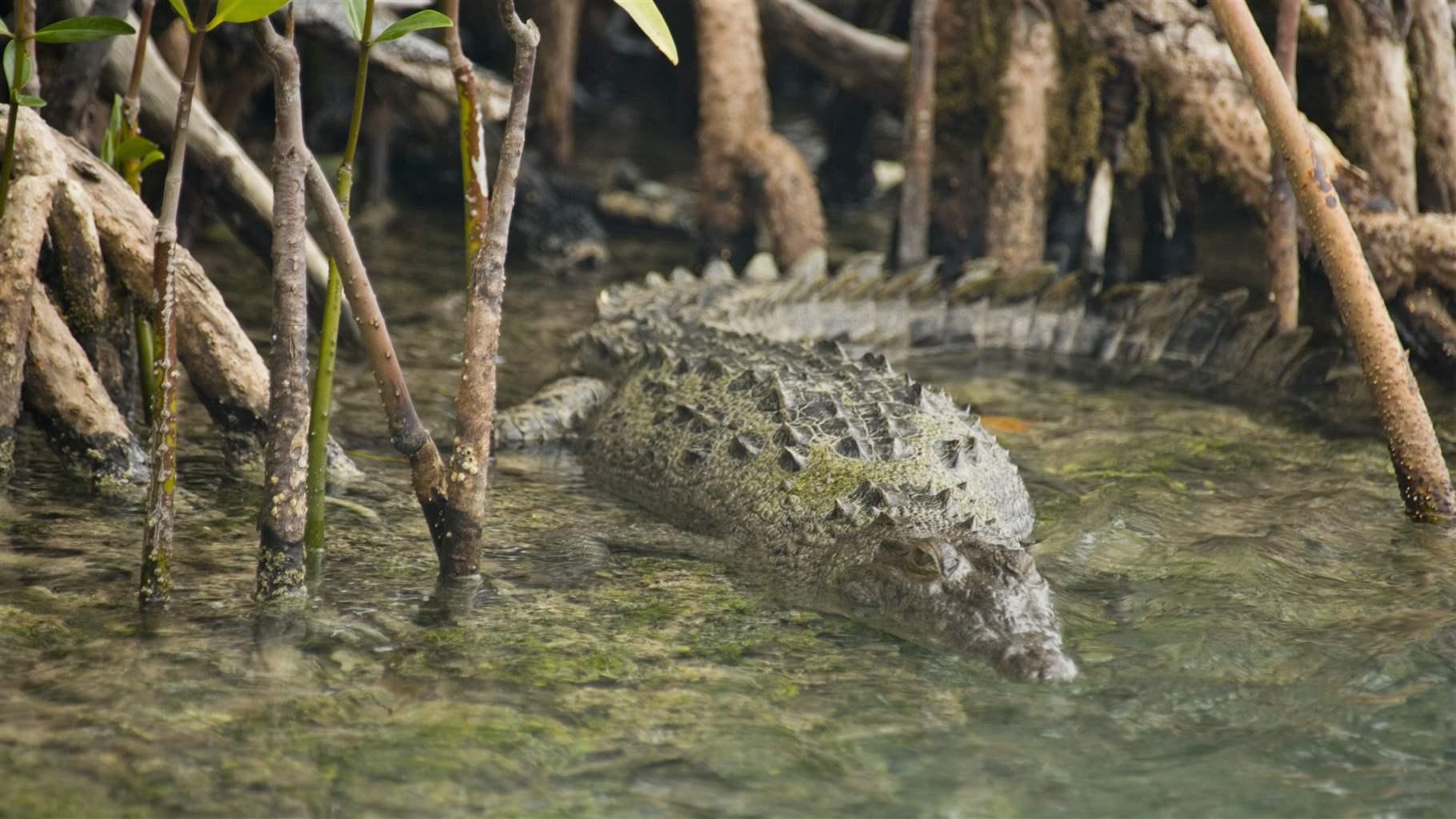 crocodile-turneffe-atoll-by-Michael-Melford