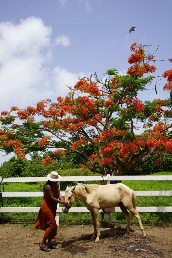 flowers-black-traveler-belize-hey-ciara-horse-flamboyant