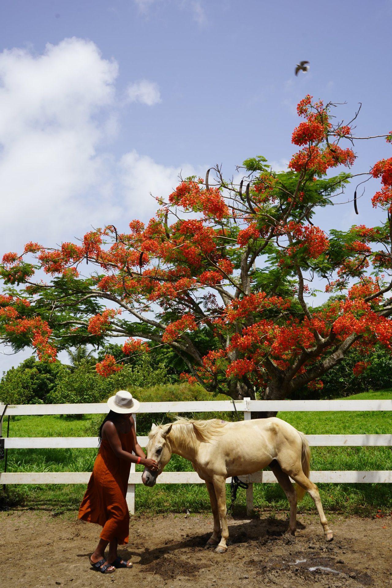 flowers-black-traveler-belize-hey-ciara-horse-flamboyant