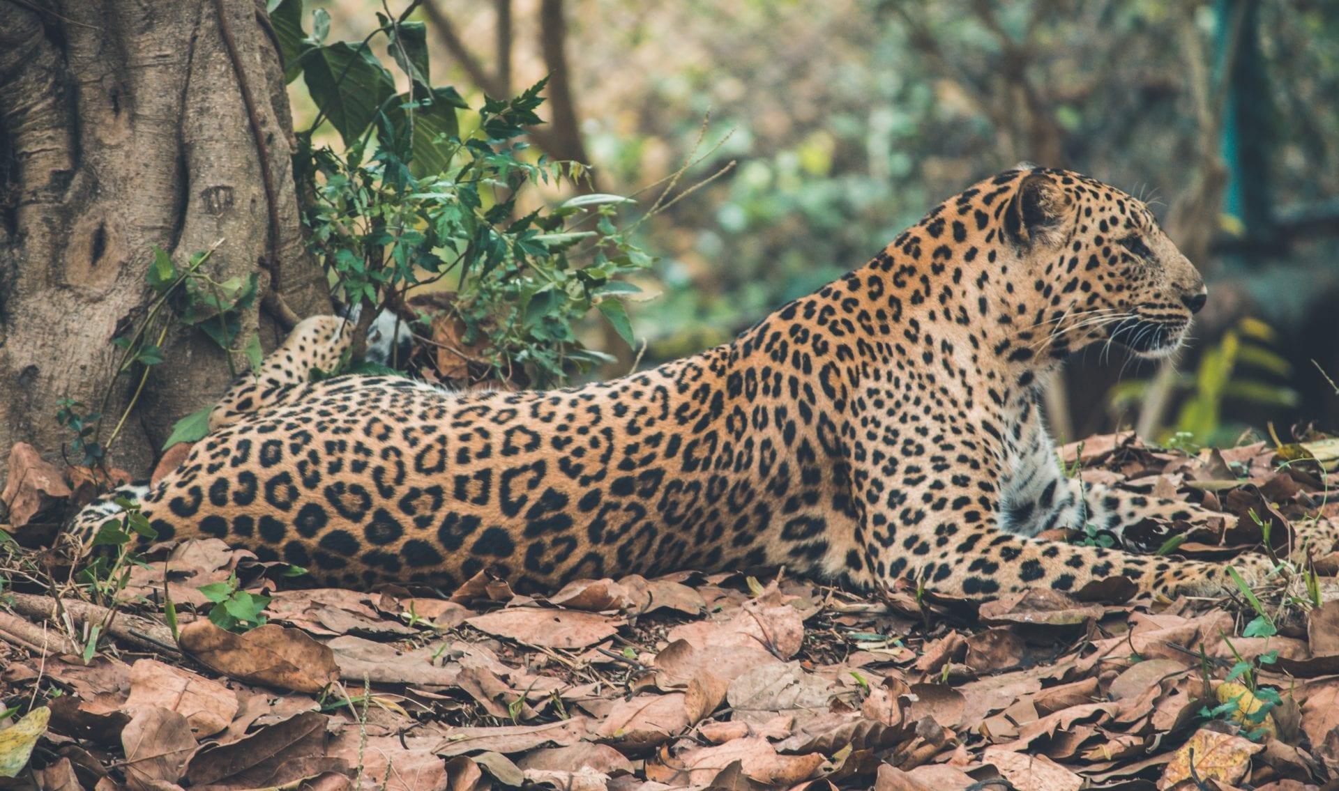 jaguars