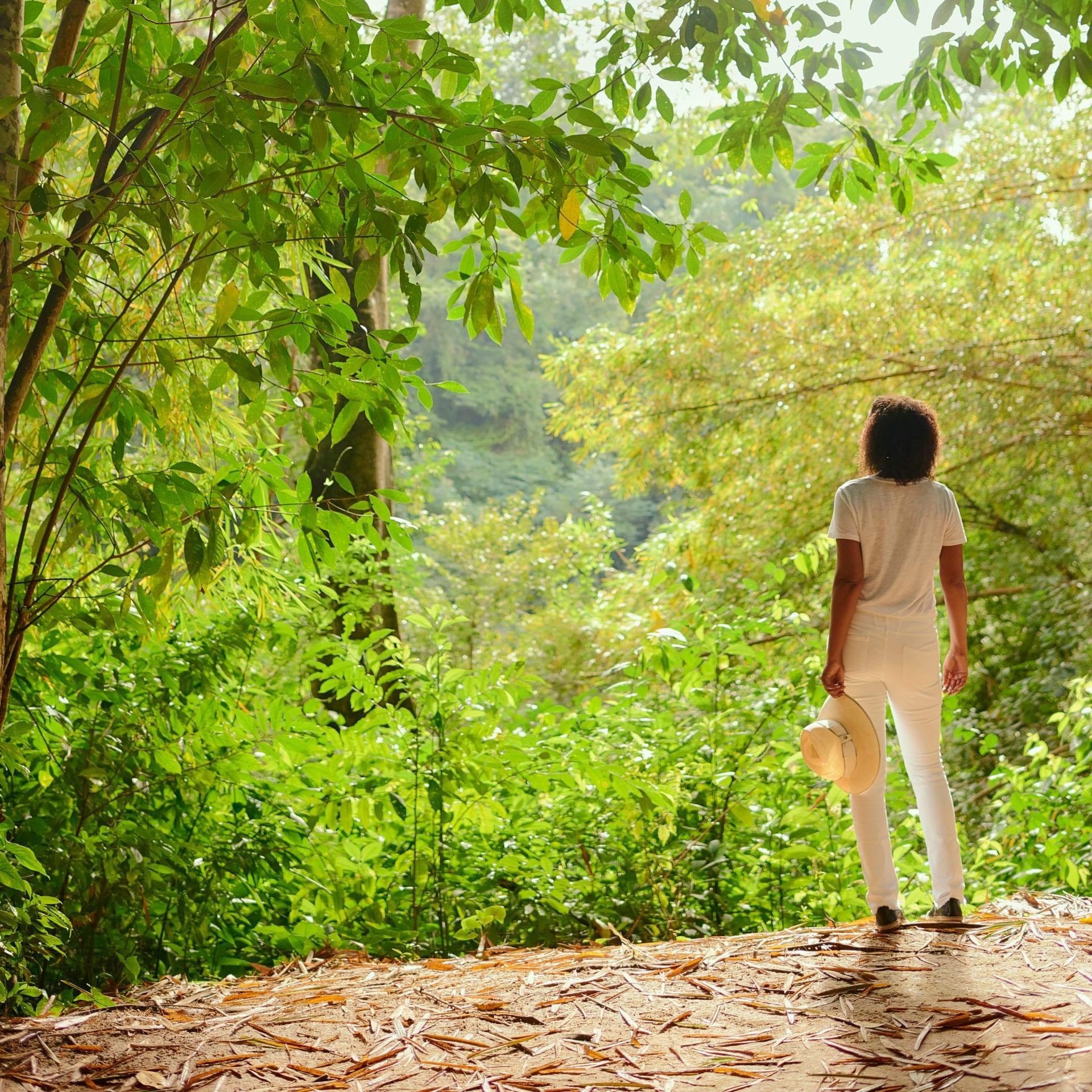 jungle-bze