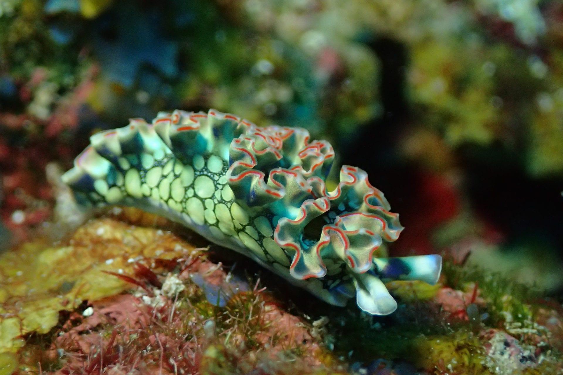 lettuce-sea-slug