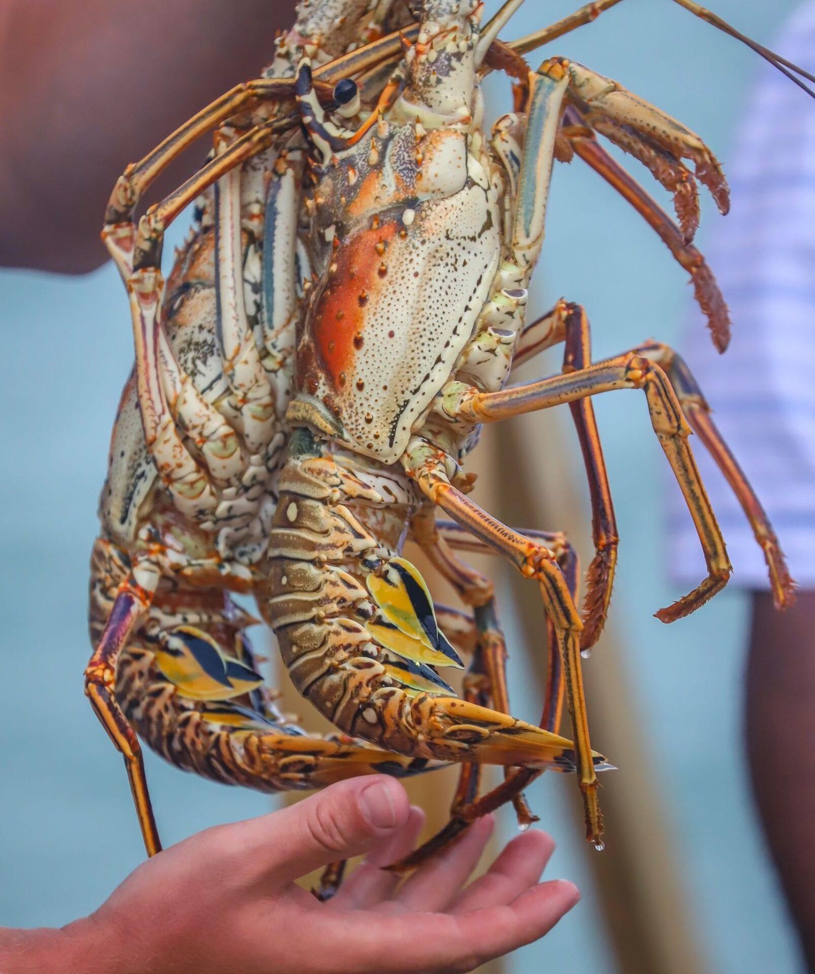 lobster-belize-kevin-quischan-coppola