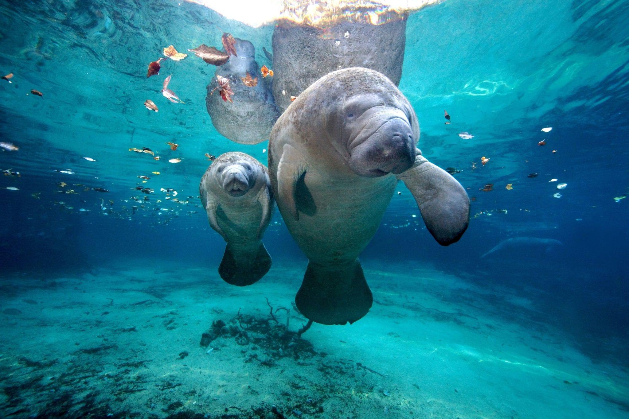 manatee