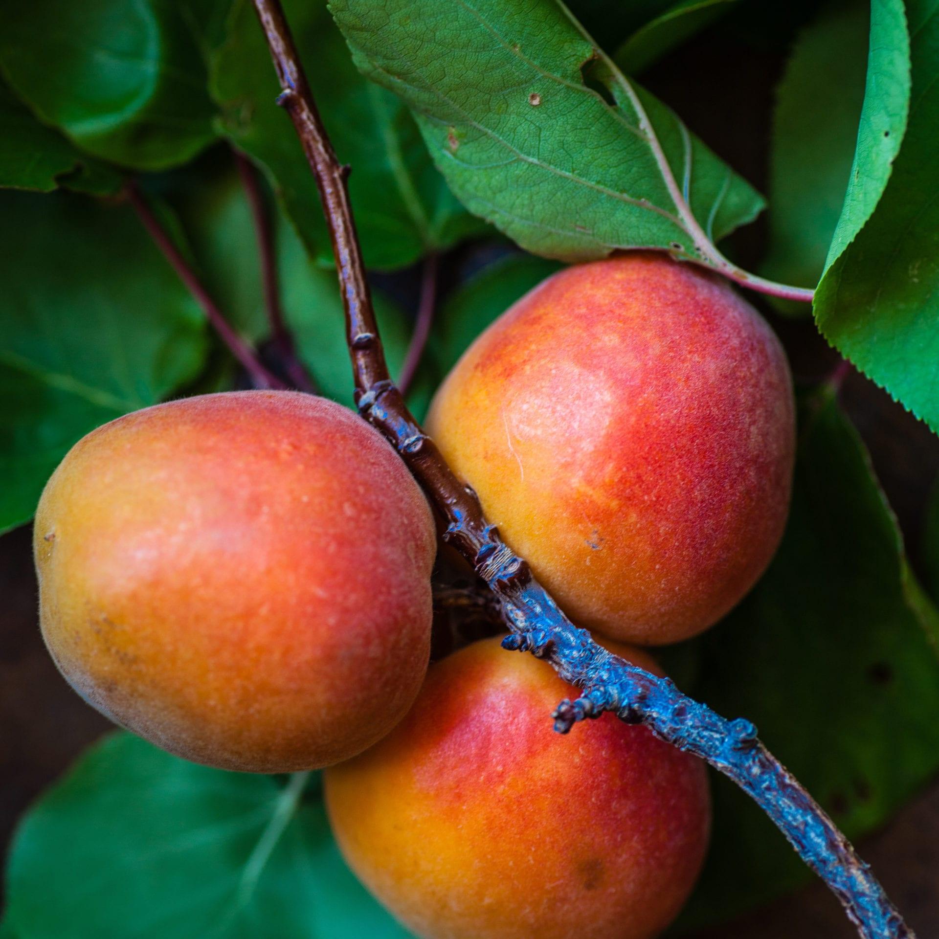 mango-festival-heather-gill-ICVexvZjuC0-unsplash