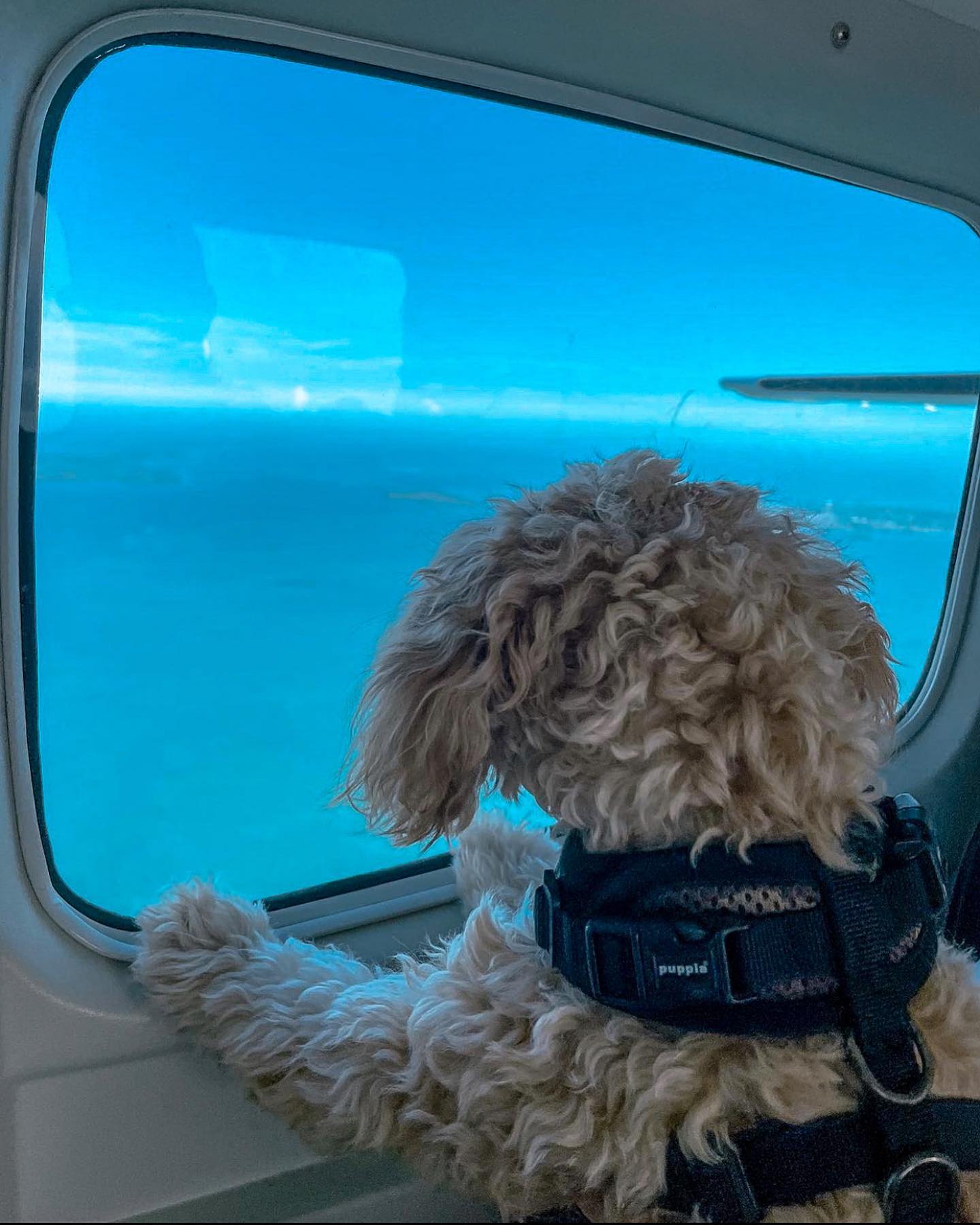 puppy-maya-island-air-belize