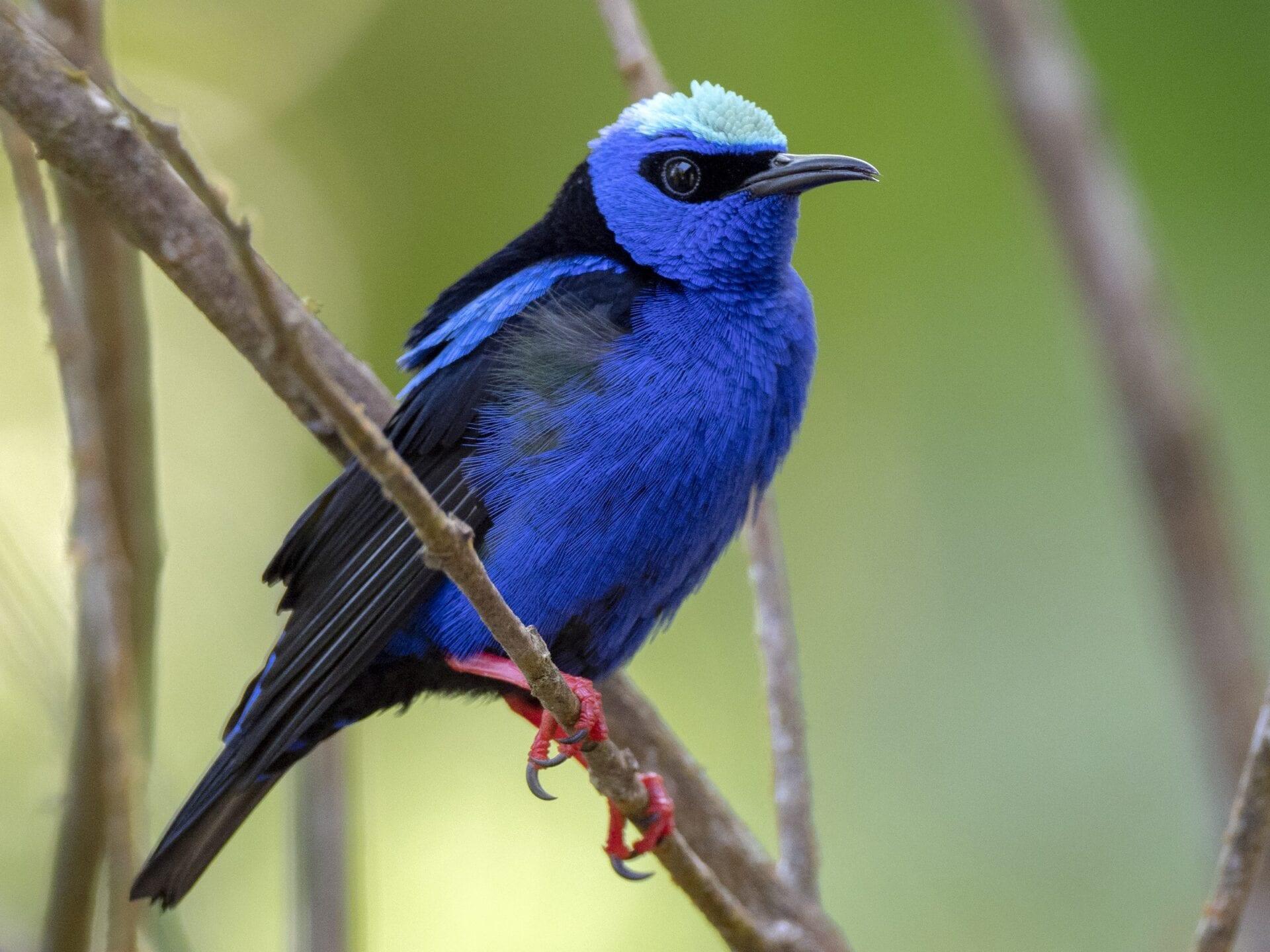 red-legged-honeycreeper-ebird-Andres-Vasquez-Noboa-Tropical-Birding-Tour