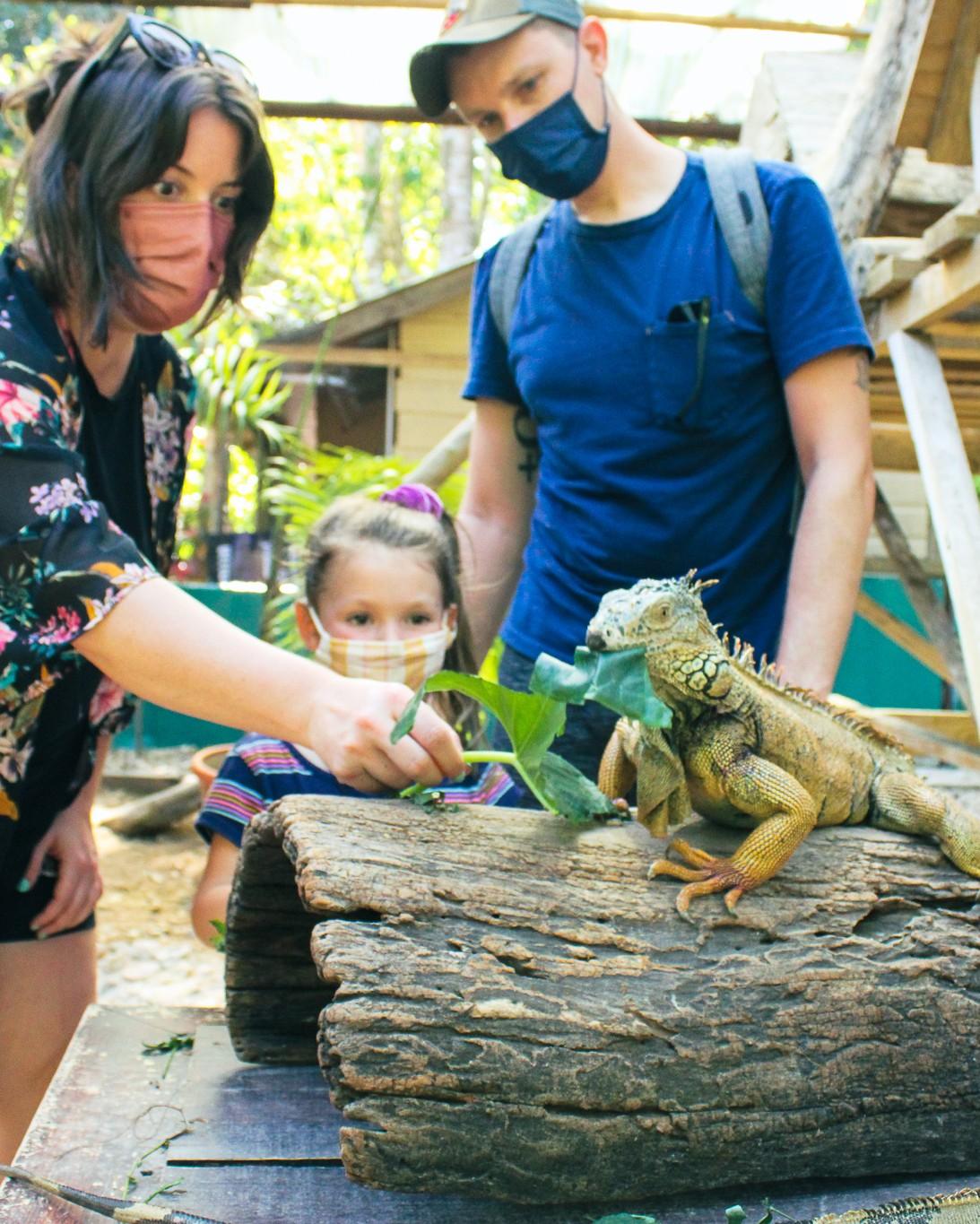san-ignacio-resort-hotel-iguana-family