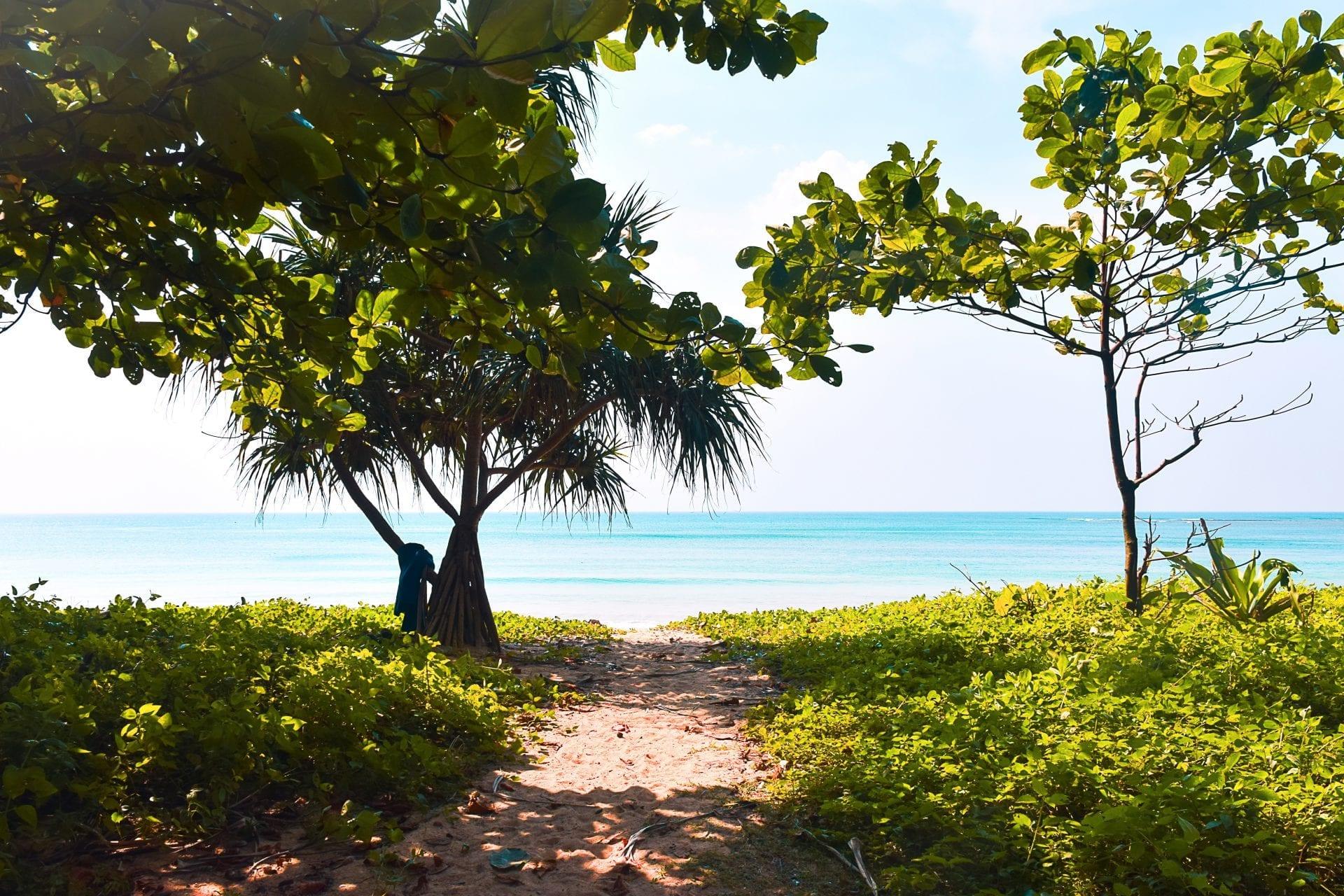 sarteneja-beach-mangroves-marcus-hjelm-j8d4xDoM9E-unsplash