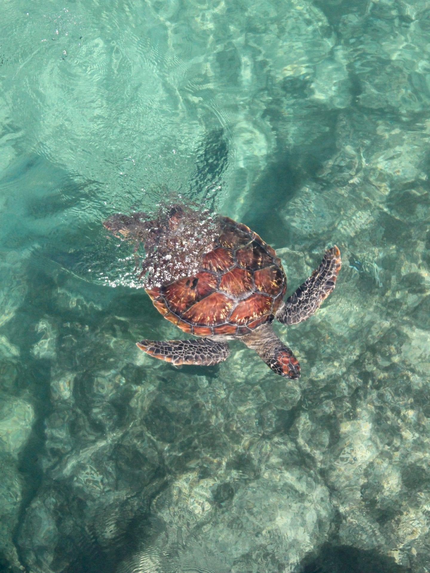 sea-turtle-the-miscellanista-iMFEQOxUc7o-unsplash