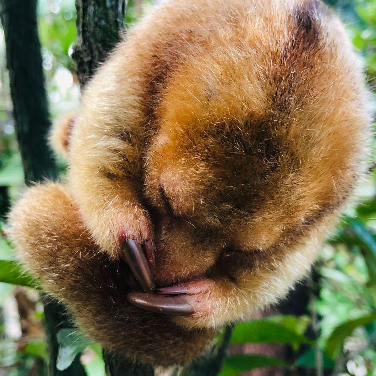 silky-anteater-rescued-by-the-belize-zoo