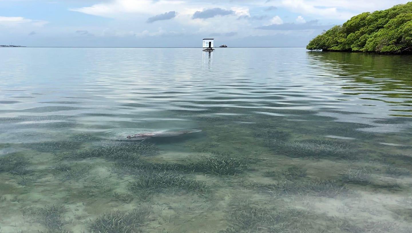 swallow-caye-manatee-belize-friends