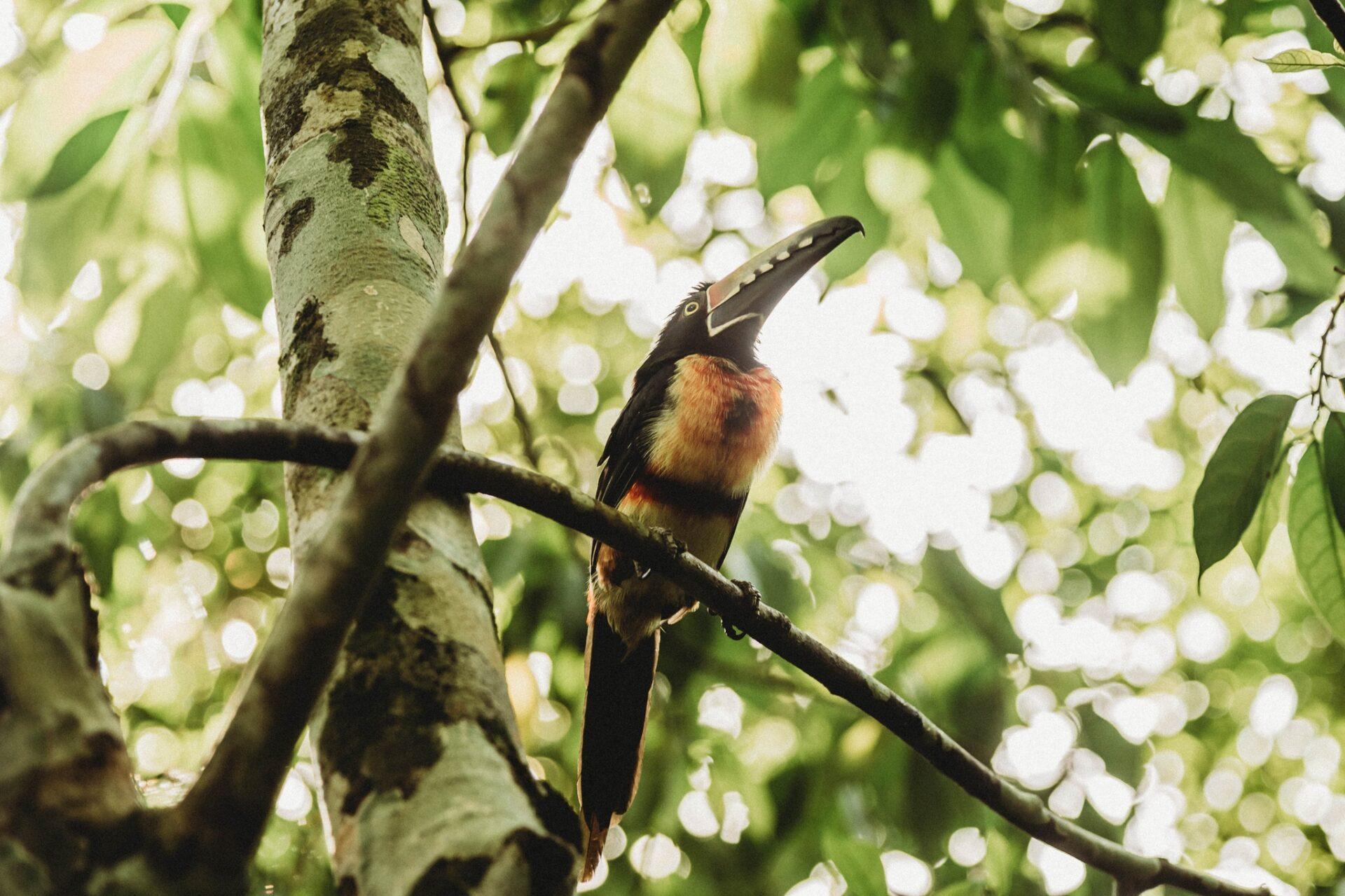 sweet-songs-toucan