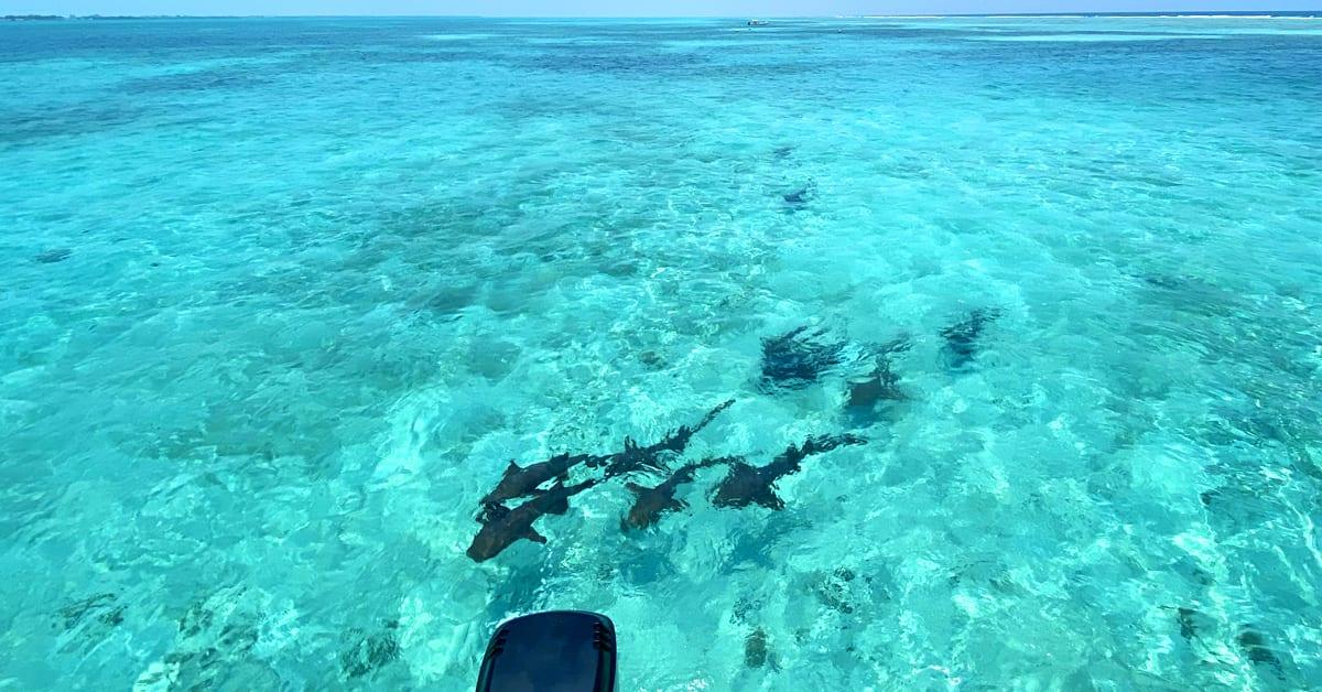 swim-with-sharks-belize
