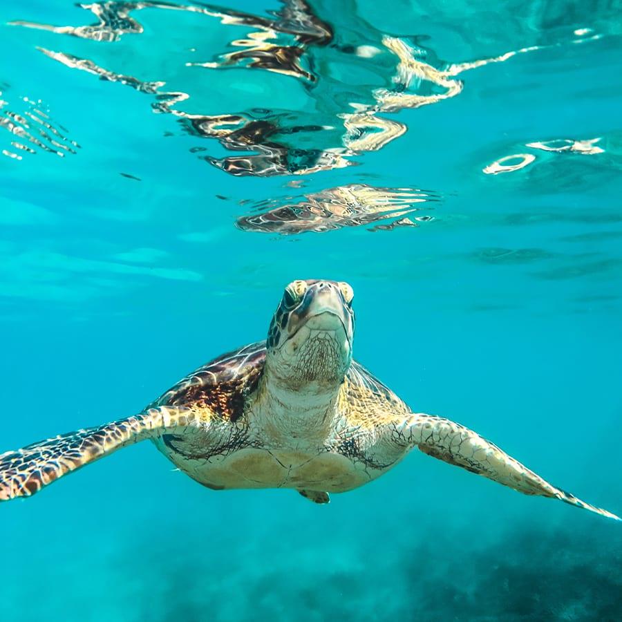 turtle