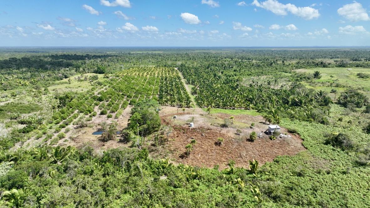 vista-coconut-farm-3