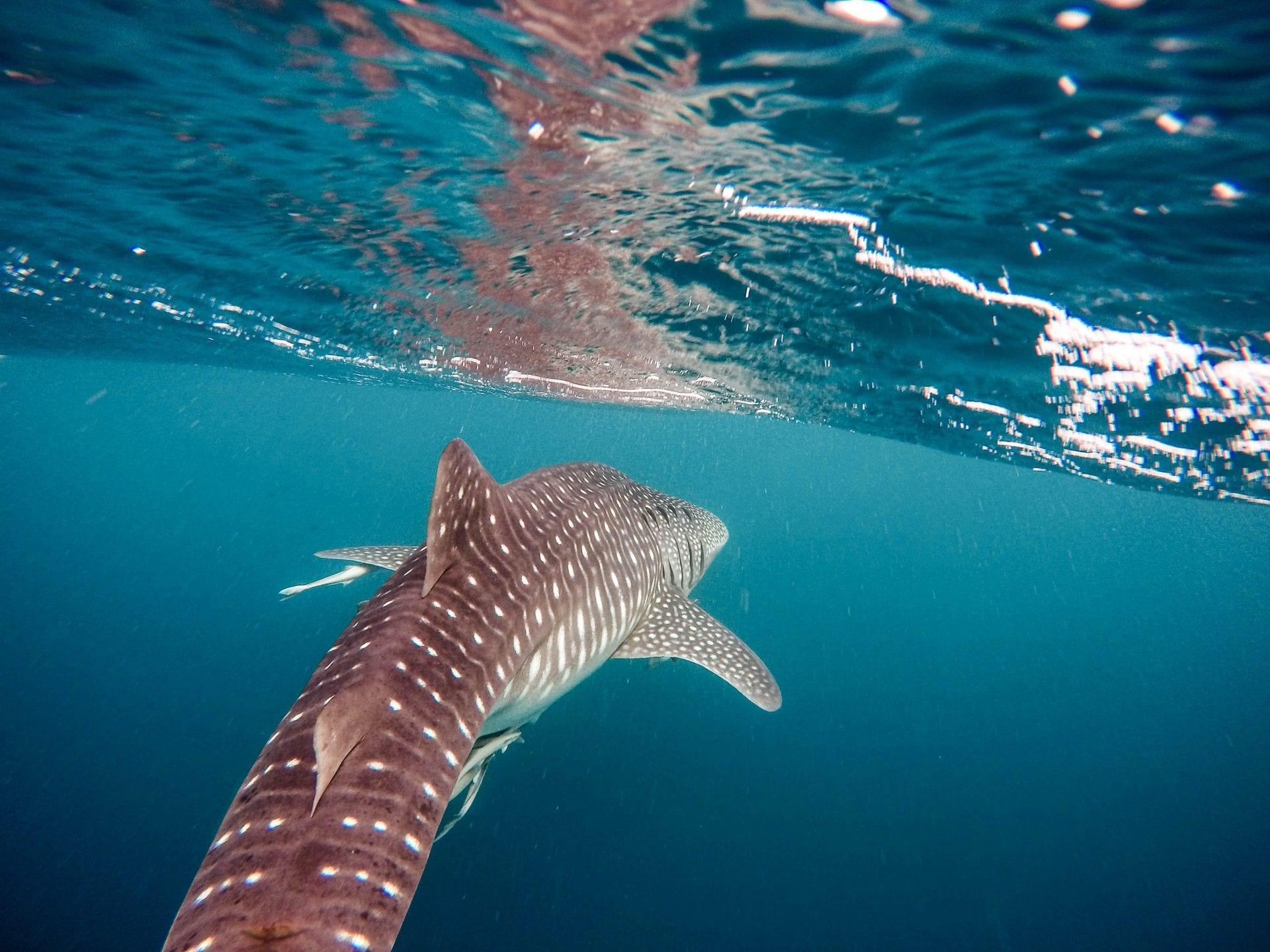 whale-sharks-2020