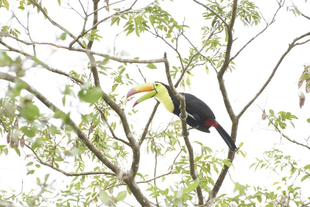 toucan