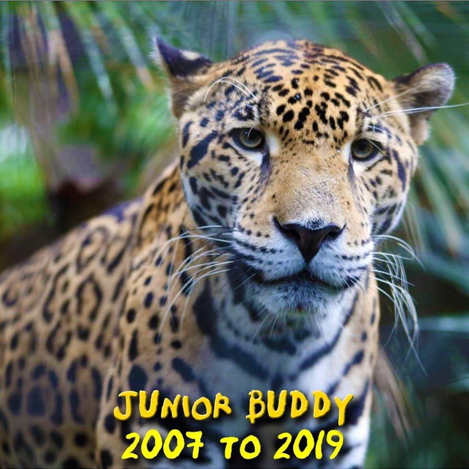 junior buddy