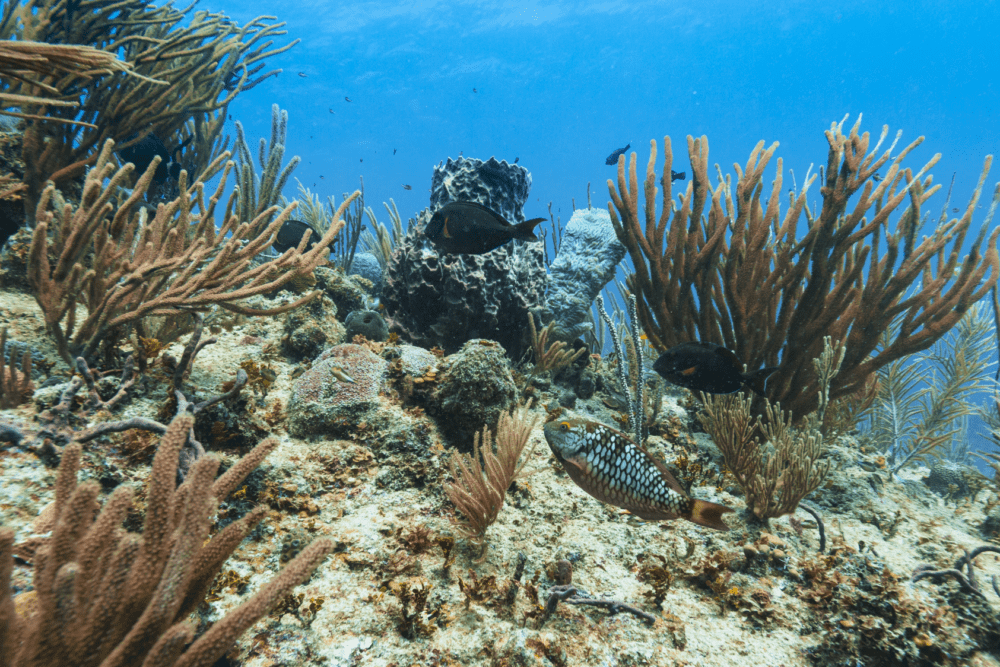 Parrot Fish