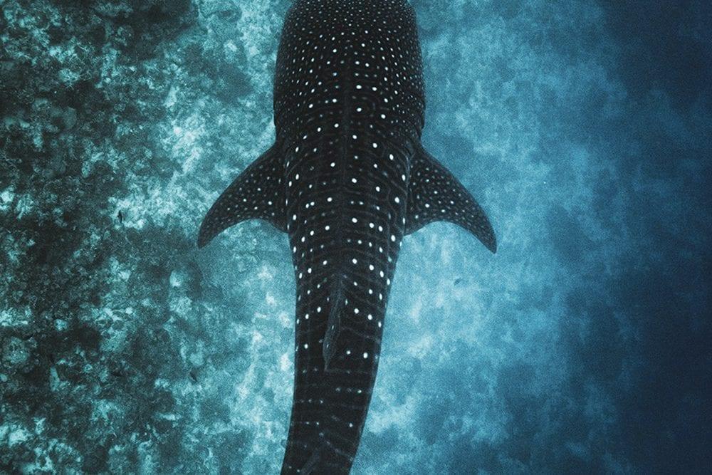 whale shark